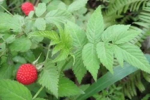 水莓100国产免费